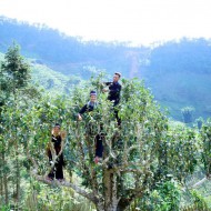 TRÀ SHAN TUYẾT CỔ THỤ